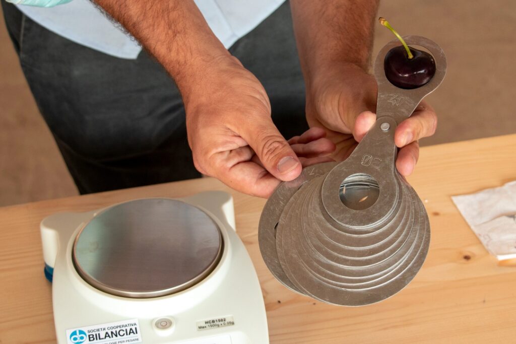 La Ciliegia da Guinness: è la più pesante al mondo