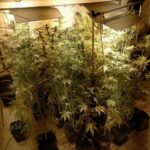 Due quarantenni coltivavano una ‘serra’ di marijuana