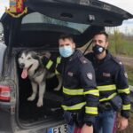Cane in tangenziale salvato dalla Polizia