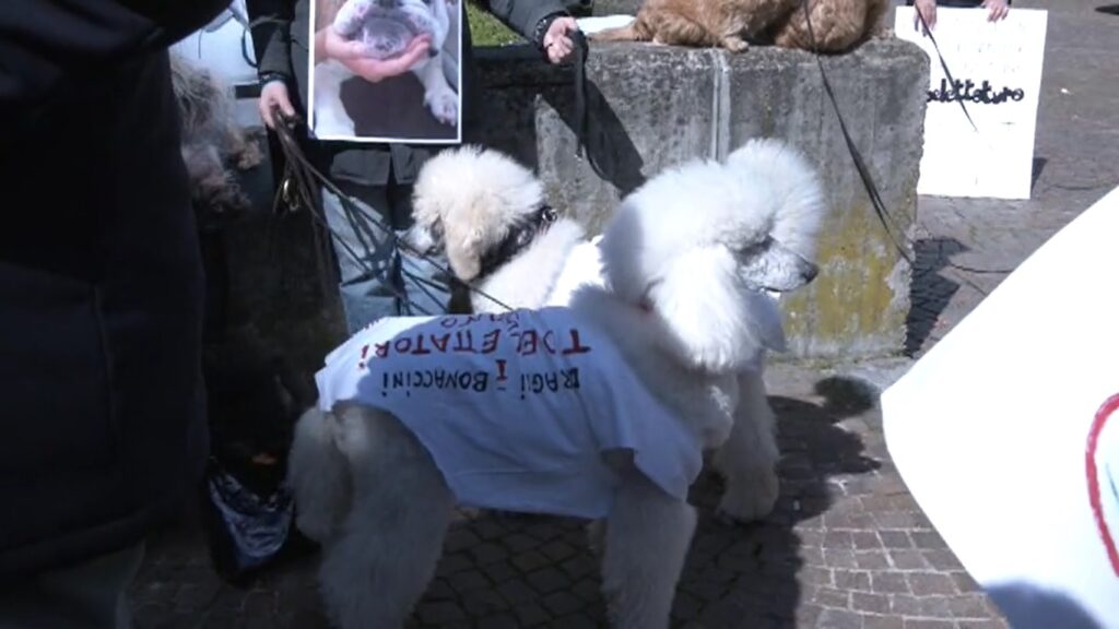 Toelettatori per animali possono tornare al lavoro