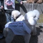 Toelettatori per animali possono tornare al lavoro