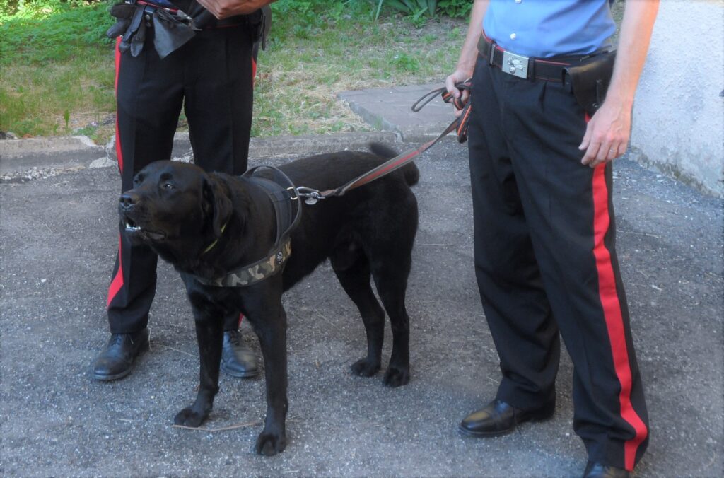 Cane azzanna una 45enne a un orecchio, proprietario denunciato