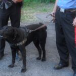 Cane azzanna una 45enne a un orecchio, proprietario denunciato