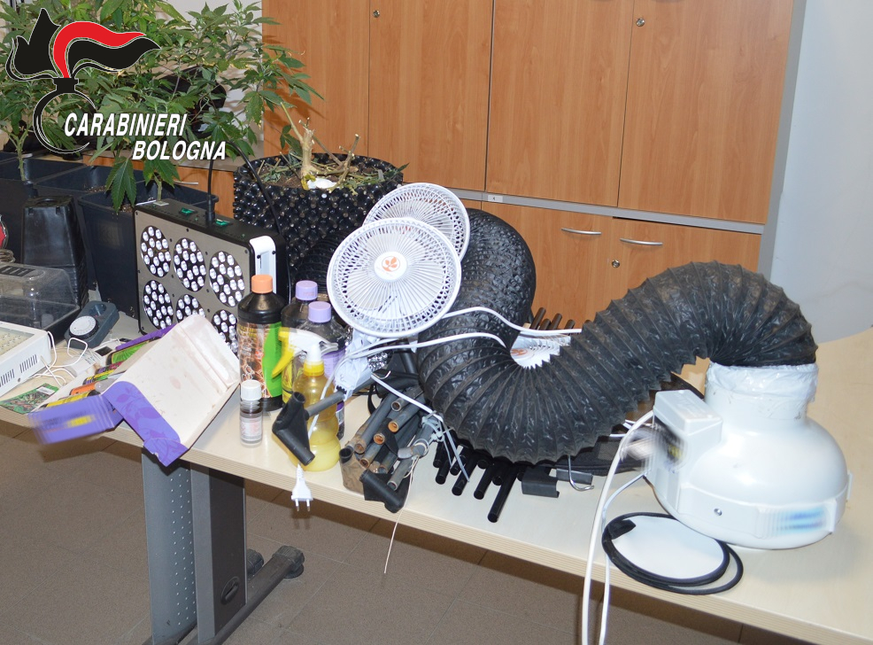 Studente fuori sede ha in casa serra di marijuana,  arrestato