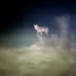 Lupi in un parcheggio a Bentivoglio: automobilista chiama i carabinieri