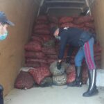 Maxi carico di vongole avariate sequestrato a Casalecchio