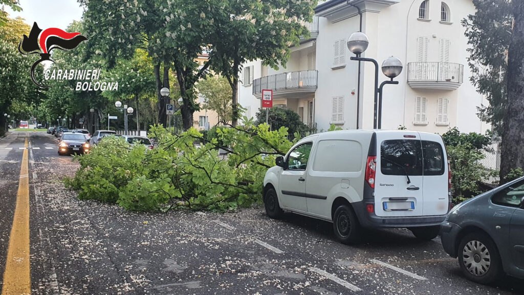 Il vento fa cadere un albero a Imola