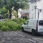 Il vento fa cadere un albero a Imola