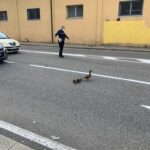 Il vigile fa attraversare gli anatroccoli