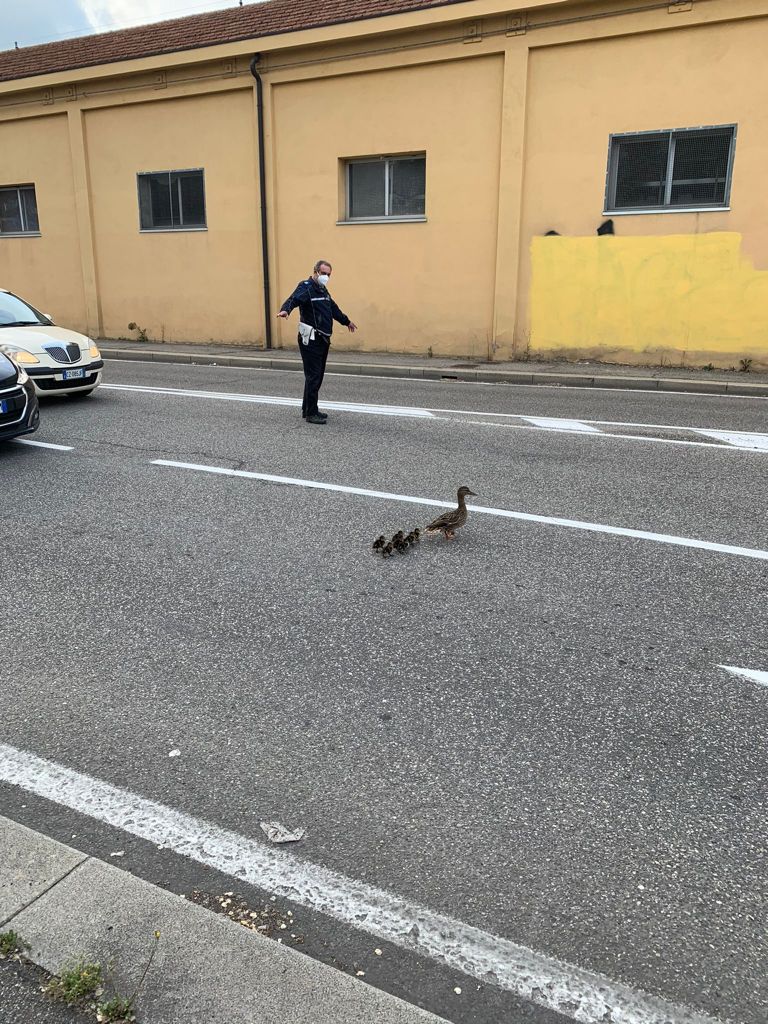 Il vigile fa attraversare gli anatroccoli