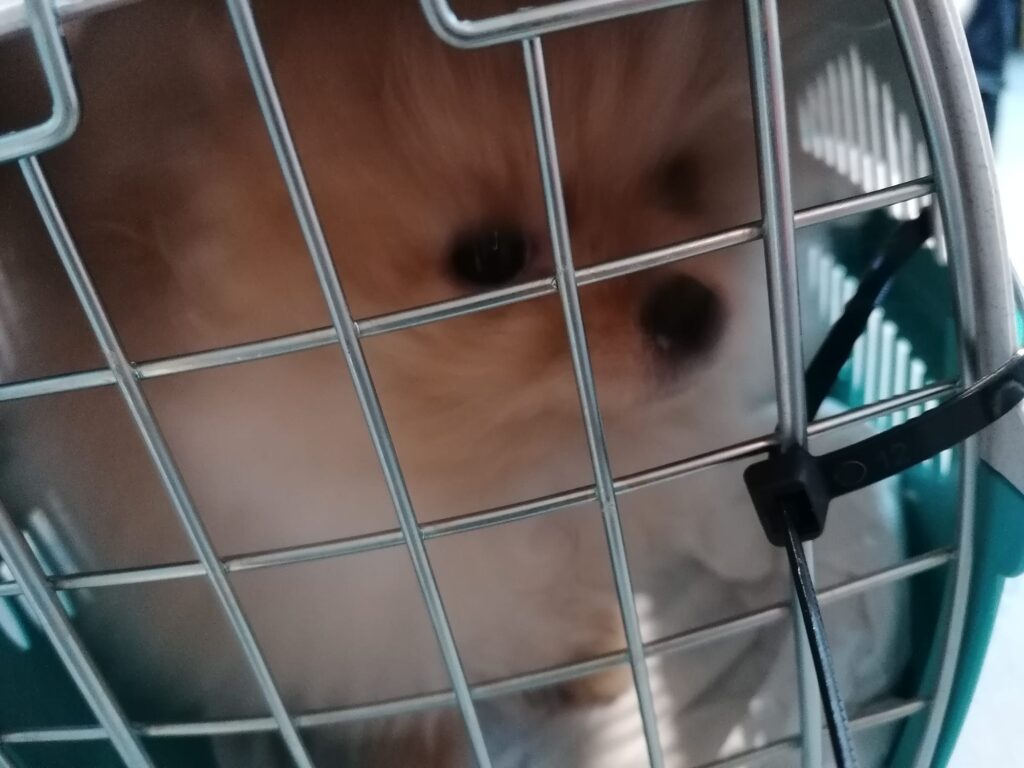 All’Aeroporto Marconi 6 cuccioli con documenti irregolari: due donne denunciate