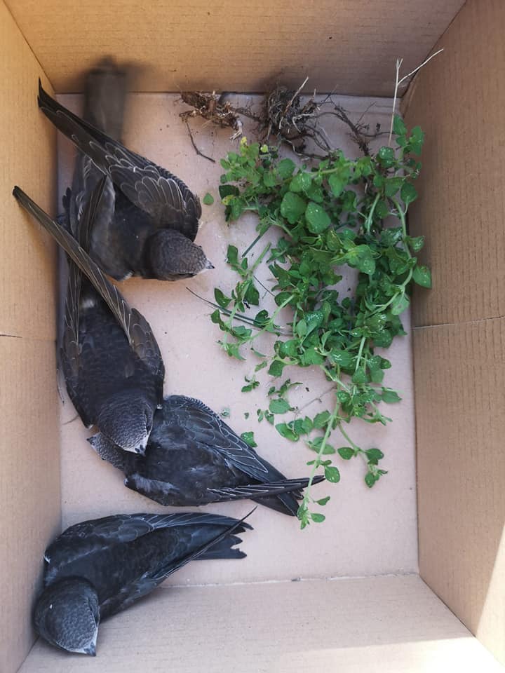 Quattro piccoli di Rondone salvati dalla Polizia locale