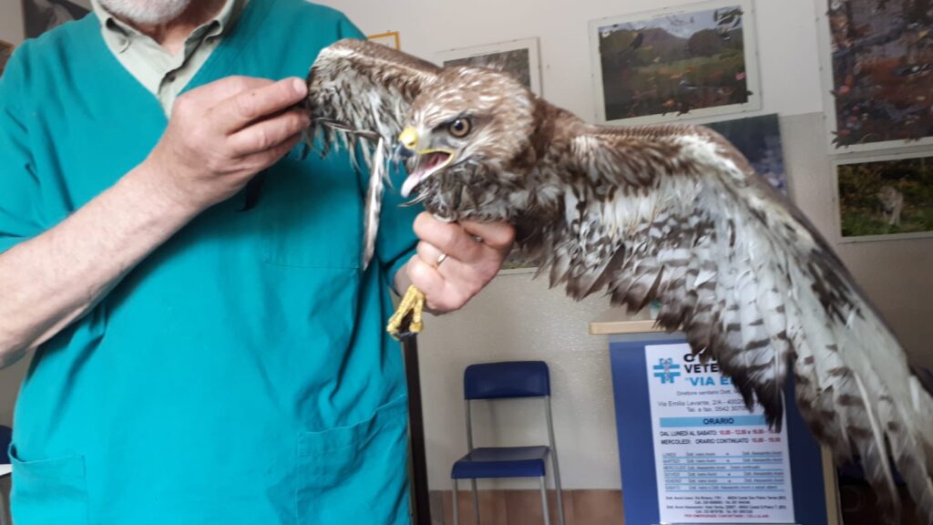 Poiana ferita salvata dalla polizia locale
