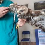 Poiana ferita salvata dalla polizia locale