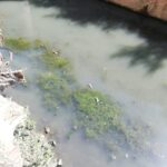 Morìa di topi nel canale Navile; i consiglieri chiedono spiegazioni