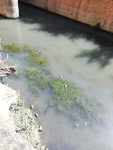 Morìa di topi nel canale Navile; i consiglieri chiedono spiegazioni