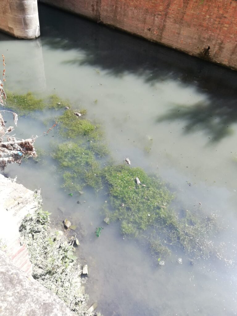 Morìa di topi nel canale Navile; i consiglieri chiedono spiegazioni