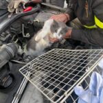 Gatto incastrato in vano motore auto, salvato da Vvf