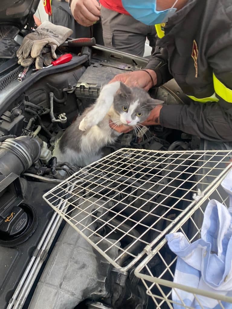 Gatto incastrato in vano motore auto, salvato da Vvf