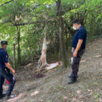 Agnelli uccisi e macellati clandestinamente