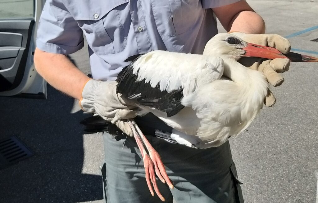 Cicogna recuperata e salvata a Budrio