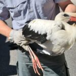 Cicogna recuperata e salvata a Budrio