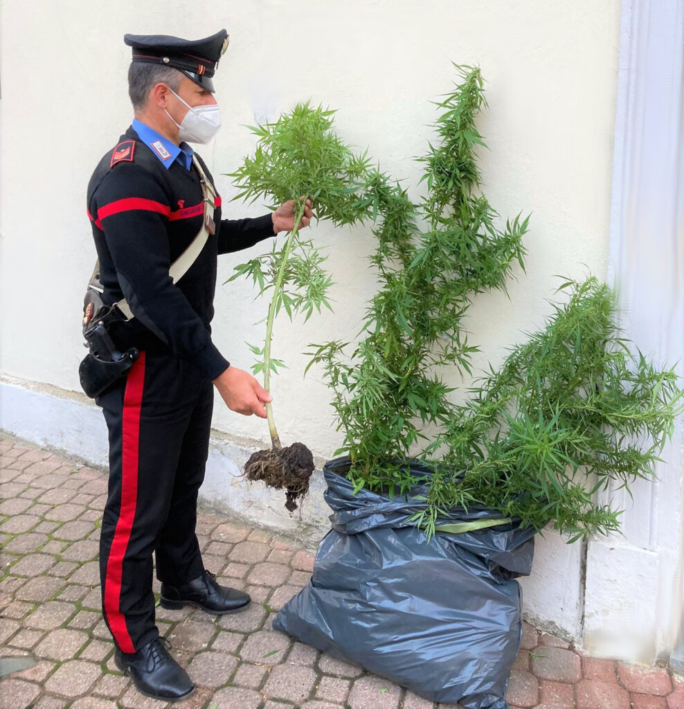 Coltiva 5 piante di ‘erba’ in casa: denunciato