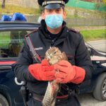 Poiana ferita, i carabinieri la soccorrono