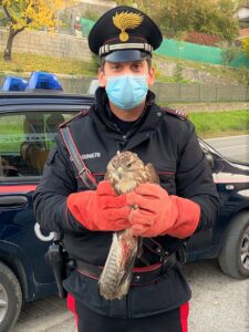 Poiana ferita, i carabinieri la soccorrono