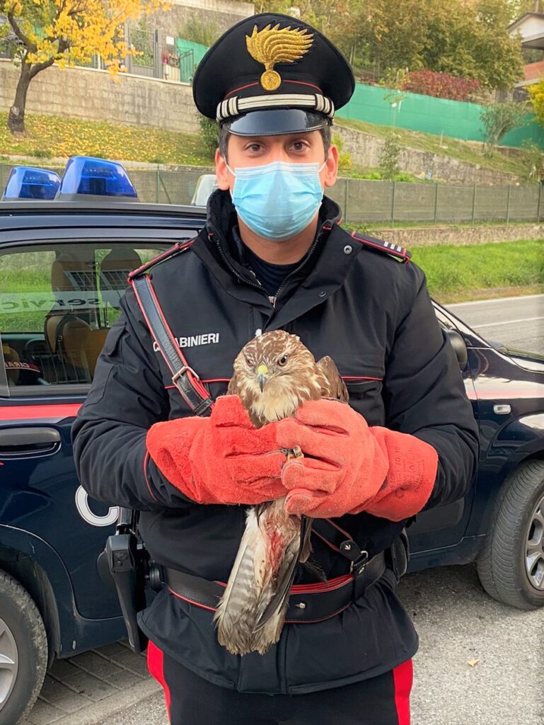 Poiana ferita, i carabinieri la soccorrono