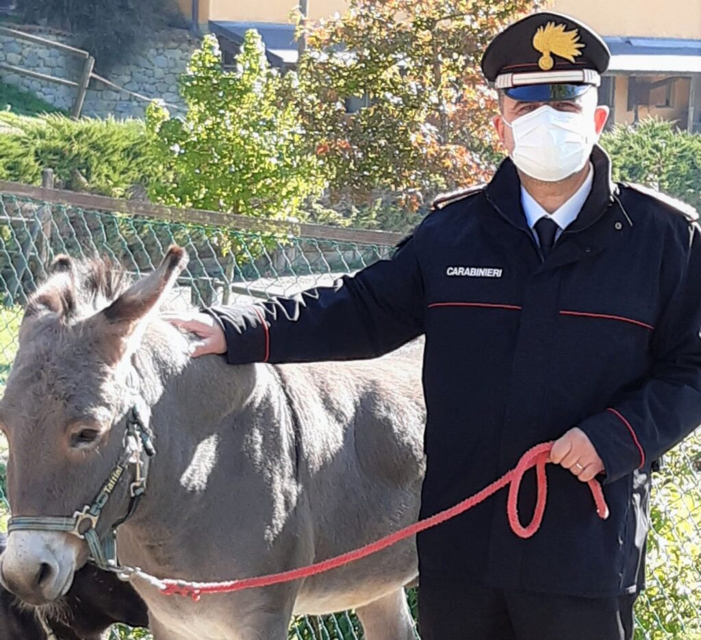 L’asino Filippo, maltrattato dal suo allevatore, è stato salvato dai carabinieri