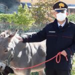 L’asino Filippo, maltrattato dal suo allevatore, è stato salvato dai carabinieri