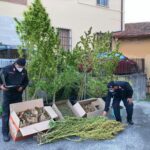 Ha in casa piante cannabis e 19 kg marijuana