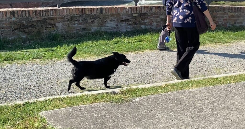 ‘Probabili esche avvelenate’, Polizia locale transenna parco a Borgo Panigale