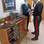 Ha in casa ‘erba’ e piante di cannabis, 57enne nei guai