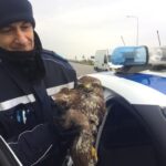 Poiana ferita recuperata da polizia locale Reno Galliera