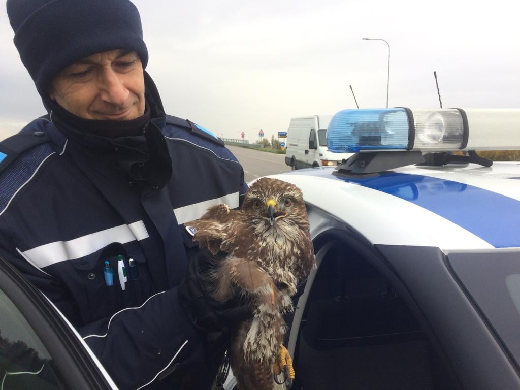 Poiana ferita recuperata da polizia locale Reno Galliera