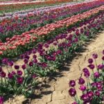 Trentamila tulipani in dono alle scuole della città