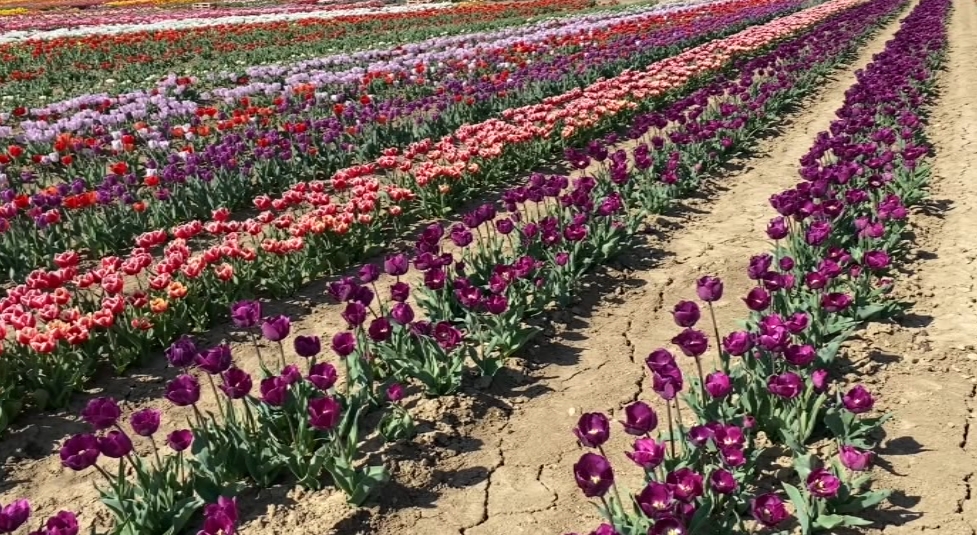 Trentamila tulipani in dono alle scuole della città