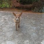 Una volpe a Ingegneria: affidata al centro di Monte Adone