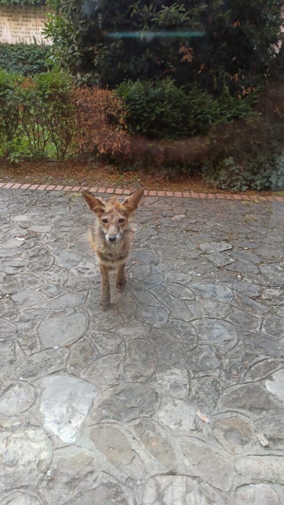Una volpe a Ingegneria: affidata al centro di Monte Adone