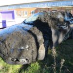 Fa un sorpasso azzardato, l’auto si ricopre di letame