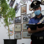 Capannoni ‘base’ per coltivazione e spaccio marijuana: due arresti