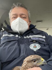 Ozzano dell’Emilia, pattuglia della polizia locale salva poiana ferita