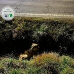 Lupo ferito nella Bassa, soccorso da polizia locale e volontari