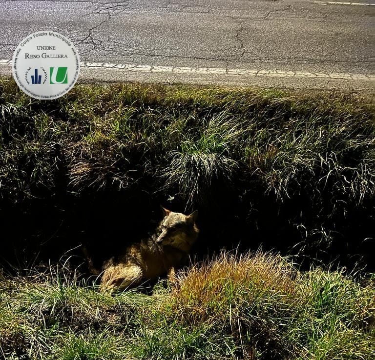 Lupo ferito nella Bassa, soccorso da polizia locale e volontari