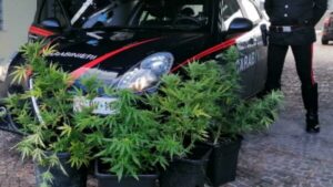 Colleghi temono disgrazia e mandano i carabinieri, che a casa trovano hascisc e marijuana