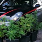 Mostra ai carabinieri (per errore) la foto di una piantagione di cannabis: arrestato