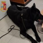 Droga: il fiuto di Barack scova mezzo chilo di hashish