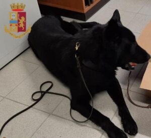 Droga: il fiuto di Barack scova mezzo chilo di hashish